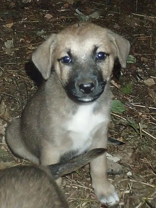 Szczeniaki do adopcji, łódzkie Skierniewice