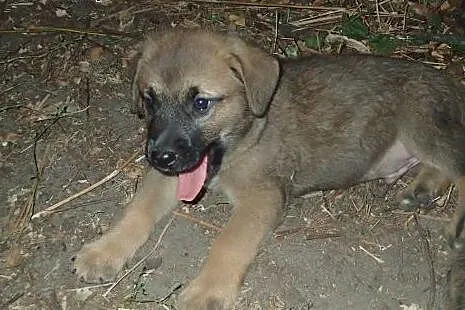 Szczeniaki do adopcji,  łódzkie Skierniewice