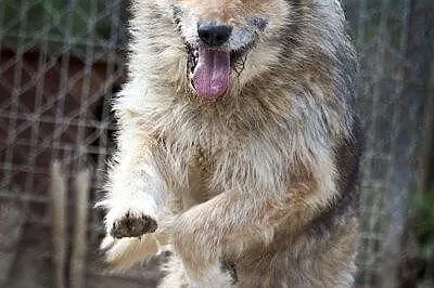 Szogun - piękny wilczur szuka domu