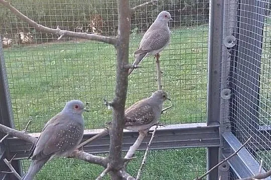 Sprzedam gołąbki diamentowe, Świętokrzyskie, Wolica