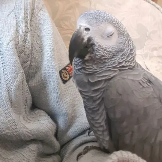 Papuga żako, skontaktuj się z nami, jeśli jej potrzebujesz...........................