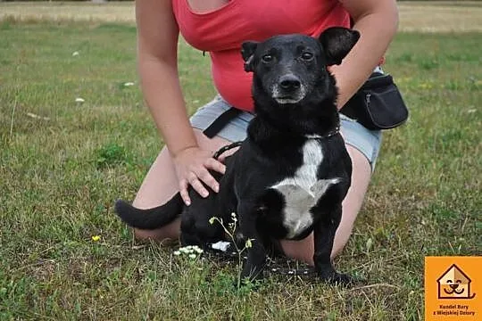 Mały Tomi, grzeczny i przyjazny psiak ADOPCJA