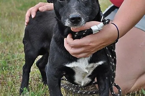 Mały Tomi, grzeczny i przyjazny psiak ADOPCJA