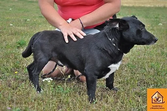 Mały Tomi, grzeczny i przyjazny psiak ADOPCJA