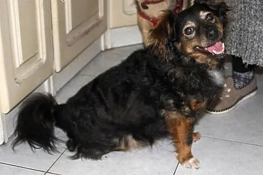 Kochana, bezproblemowa, niewielka Beti do adopcji,
