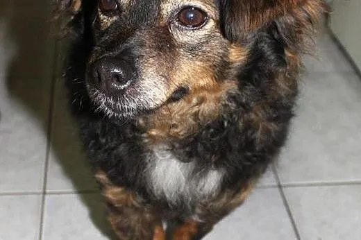 Kochana, bezproblemowa, niewielka Beti do adopcji,