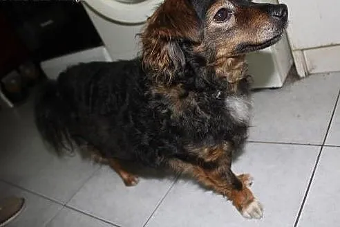 Kochana, bezproblemowa, niewielka Beti do adopcji,