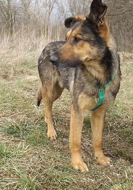 Psi wesołek Charlie szuka domu, dolnośląskie Wroc