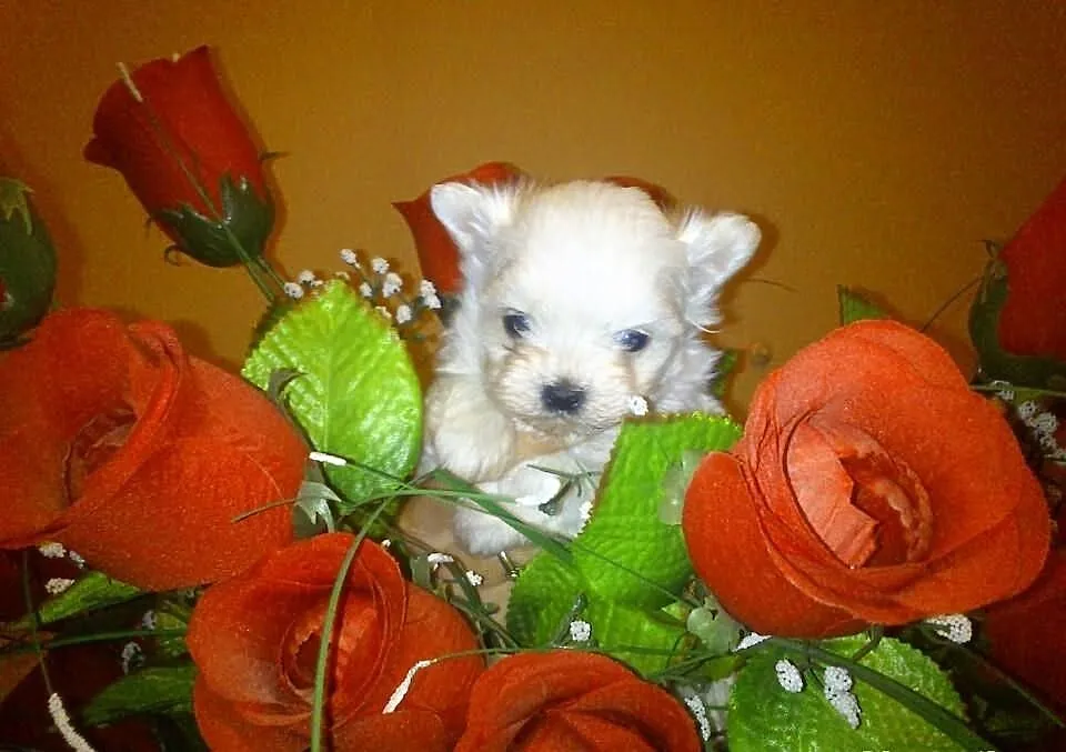 Mini mini piesek