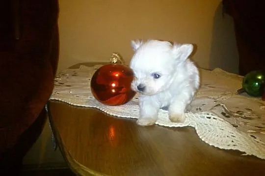 Mini mini piesek