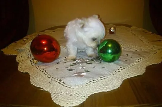 Mini mini piesek