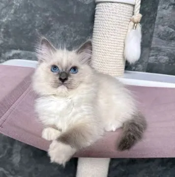 Most beautiful and outstanding Ragdoll kitten kitten ready to make a new family awe, , Krakówek