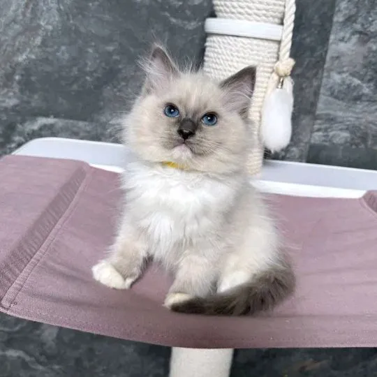 Most beautiful and outstanding Ragdoll kitten kitten ready to make a new family awe, , Krakówek