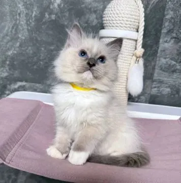 Most beautiful and outstanding Ragdoll kitten kitten ready to make a new family awe, , Krakówek