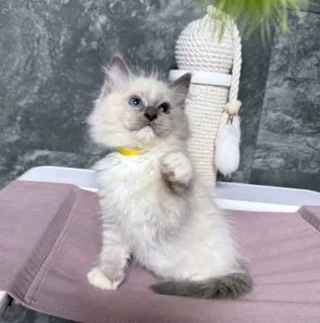 Most beautiful and outstanding Ragdoll kitten kitten ready to make a new family awe, , Krakówek