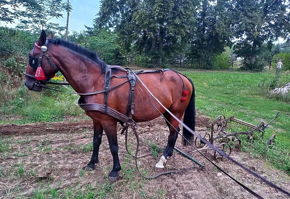 Klacz śląska źrebna 10 lat gniada, Łódzkie, Ozorków