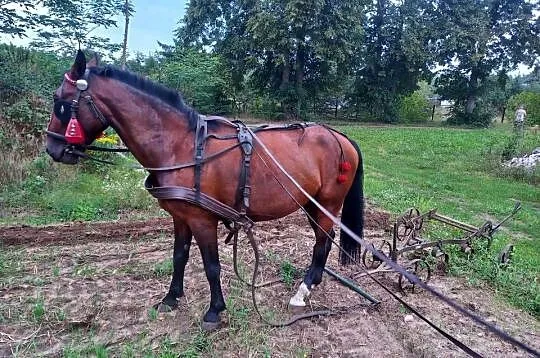 Klacz śląska źrebna 10 lat gniada, Łódzkie, Ozorków