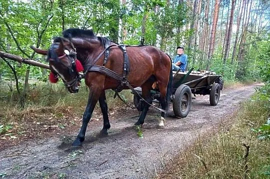 Klacz śląska źrebna 10 lat gniada, Łódzkie, Ozorków