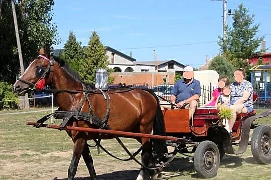 Klacz śląska źrebna 10 lat gniada, Łódzkie, Ozorków