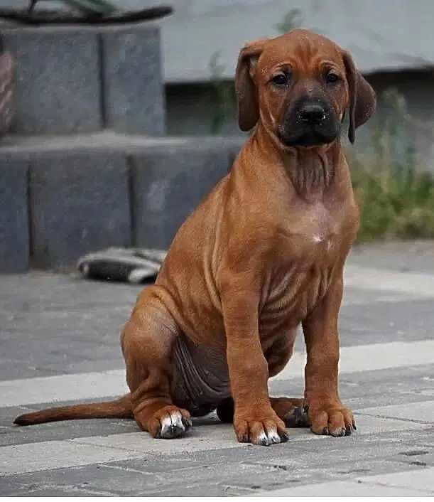 Rhodesian Ridgeback, szczenię wystawowe suczka ZKwP KIBANDA, Łódzkie, Dłutów