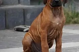 Rhodesian Ridgeback, szczenię wystawowe suczka ZKwP KIBANDA