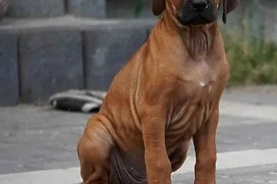 Rhodesian Ridgeback, szczenię wystawowe suczka ZKwP KIBANDA, Łódzkie, Dłutów