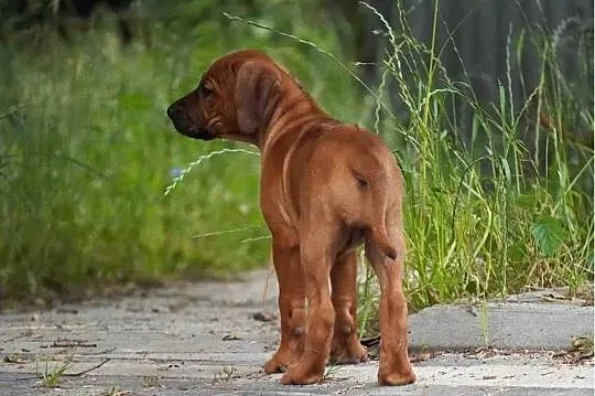 Rhodesian Ridgeback, szczenię wystawowe suczka ZKwP KIBANDA, Łódzkie, Dłutów