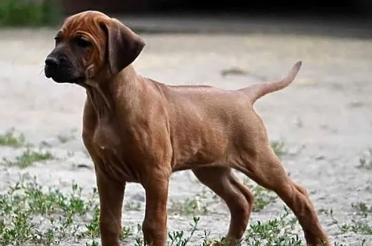 Rhodesian Ridgeback, szczenię wystawowe suczka ZKwP KIBANDA, Łódzkie, Dłutów