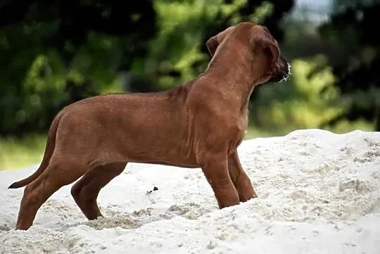 Rhodesian Ridgeback, szczenię wystawowe suczka ZKwP KIBANDA, Łódzkie, Dłutów