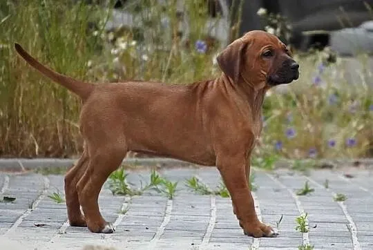 Rhodesian Ridgeback, szczenię wystawowe suczka ZKwP KIBANDA, Łódzkie, Dłutów