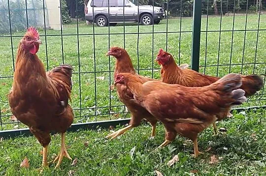 Zarodowe kury rasy New Hampshire Czystej Krwi - Chemszire (2 + 1), Podkarpackie, Iwonicz