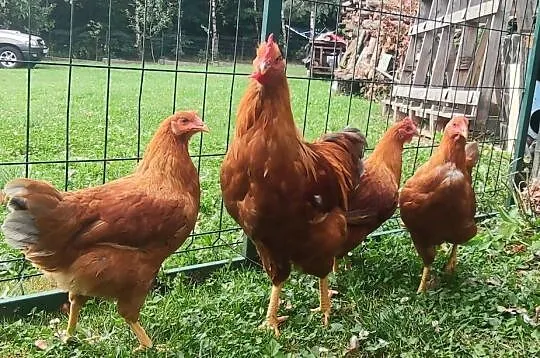 Zarodowe kury rasy New Hampshire Czystej Krwi - Chemszire (2 + 1), Podkarpackie, Iwonicz