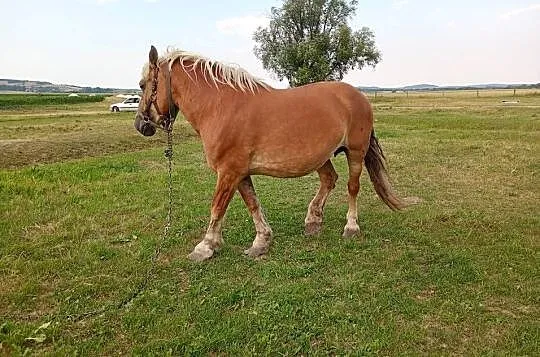 Klacz zimnokrwista źrebię ogierek, Dolnośląskie, Ząbkowice Śląskie