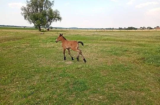 Klacz zimnokrwista źrebię ogierek, Dolnośląskie, Ząbkowice Śląskie