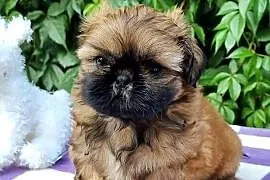 Pieski Shih Tzu  zkwp fci,  gotowe do odbioru
