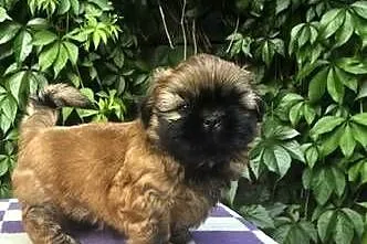 Pieski Shih Tzu  zkwp fci,  gotowe do odbioru, Łódzkie, Piotrków Trybunalski