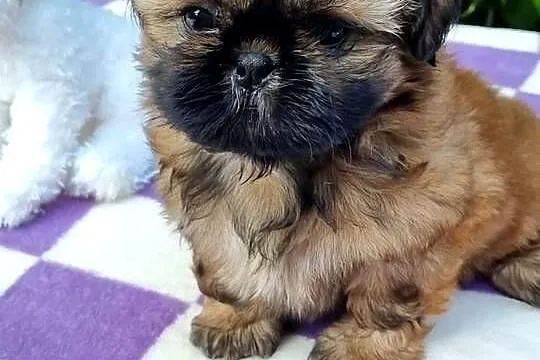 Pieski Shih Tzu  zkwp fci,  gotowe do odbioru, Łódzkie, Piotrków Trybunalski