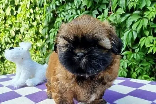 Pieski Shih Tzu  zkwp fci,  gotowe do odbioru, Łódzkie, Piotrków Trybunalski