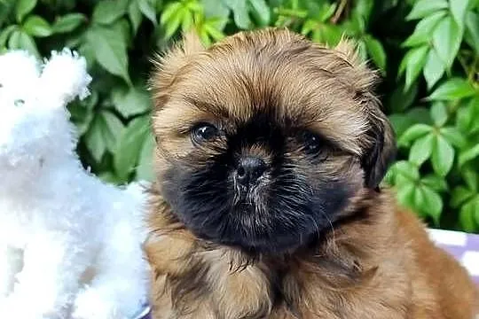 Pieski Shih Tzu  zkwp fci,  gotowe do odbioru, Łódzkie, Piotrków Trybunalski
