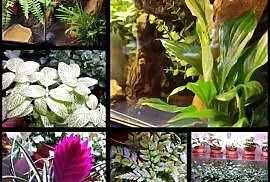 ROŚLINY do terrarium LIZARD SHOP