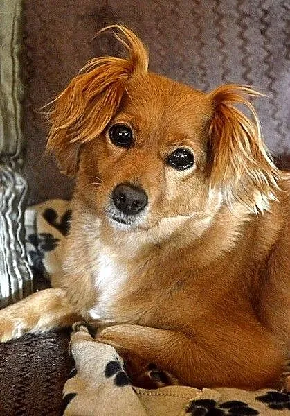 Prześliczna, maluśka Miszka :)