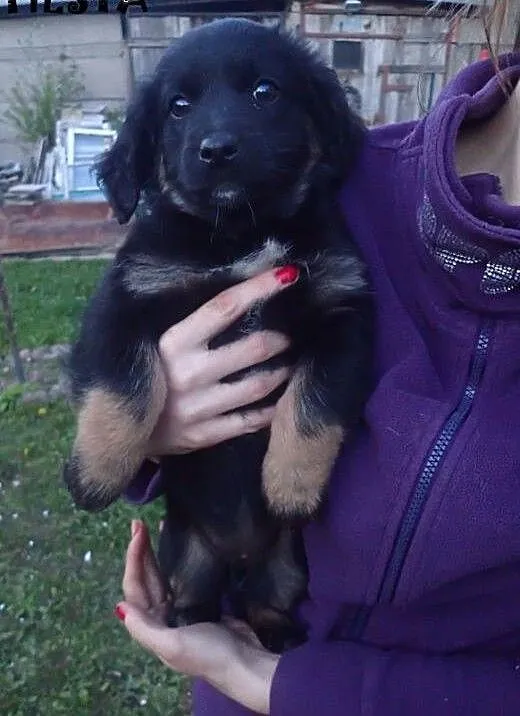 7 szczeniąt do adopcj iFILMIK, mazowieckie Warsza