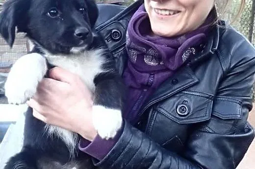 7 szczeniąt do adopcj iFILMIK,  mazowieckie Warsza