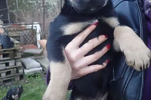 7 szczeniąt do adopcj iFILMIK,  mazowieckie Warsza