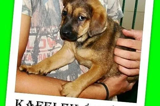 8tyg.szczeniak,piesek KAFELEK docelowo średni,szczepiony.ADOPCJA,  dolnośląskie Wrocław