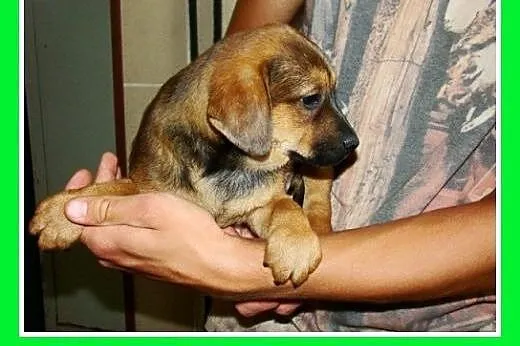 8tyg.szczeniak,piesek KAFELEK docelowo średni,szcz