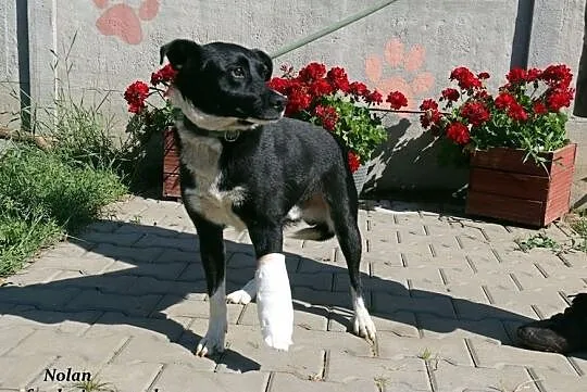 Nolan - czarny średniaczek, Mazowieckie, Nowy Dwór Mazowiecki