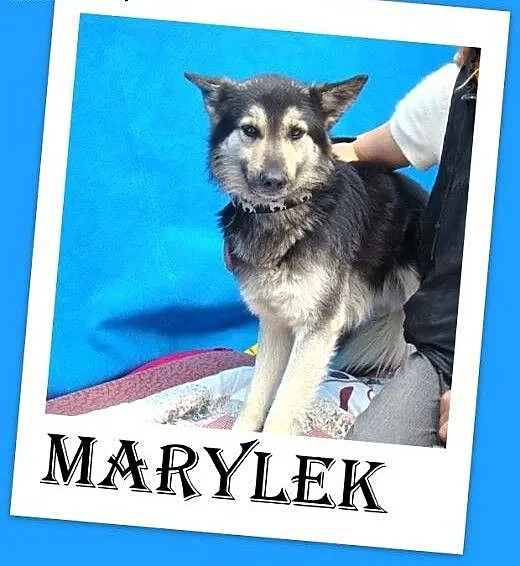 Husky,owczarek mix,młody,grzeczny,wesoły,łagodny p