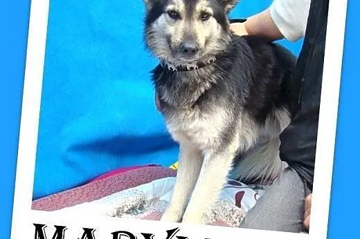 Husky,owczarek mix,młody,grzeczny,wesoły,łagodny p