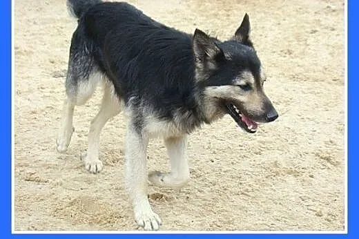 Husky,owczarek mix,młody,grzeczny,wesoły,łagodny p